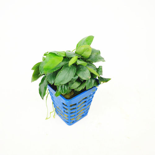 水上草价格 水上草图片 星期三