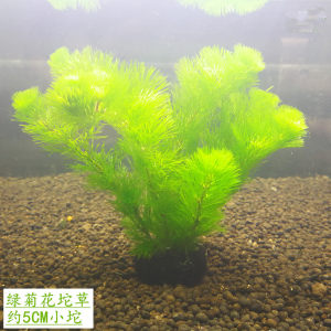 绿菊花水草价格 绿菊花水草图片 星期三 绿菊花水草价格 绿菊花水草图片 星期三