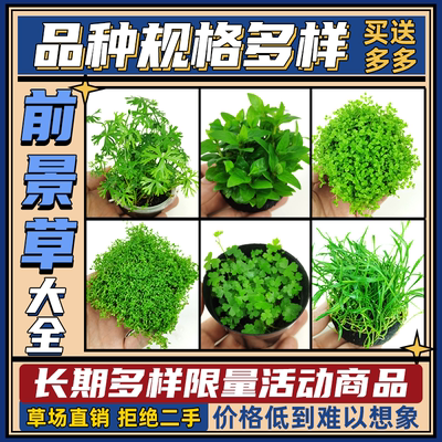 入门天湖珍珠无需底沙坨草