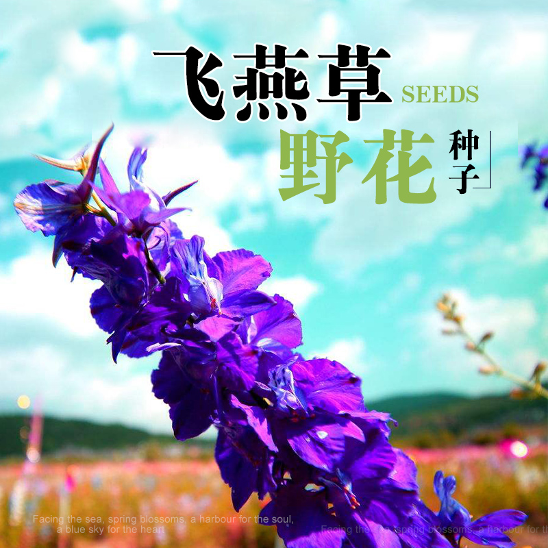 大花飞燕草四季宿根活室外庭院秋天花种子秋播花卉春季种花草耐寒