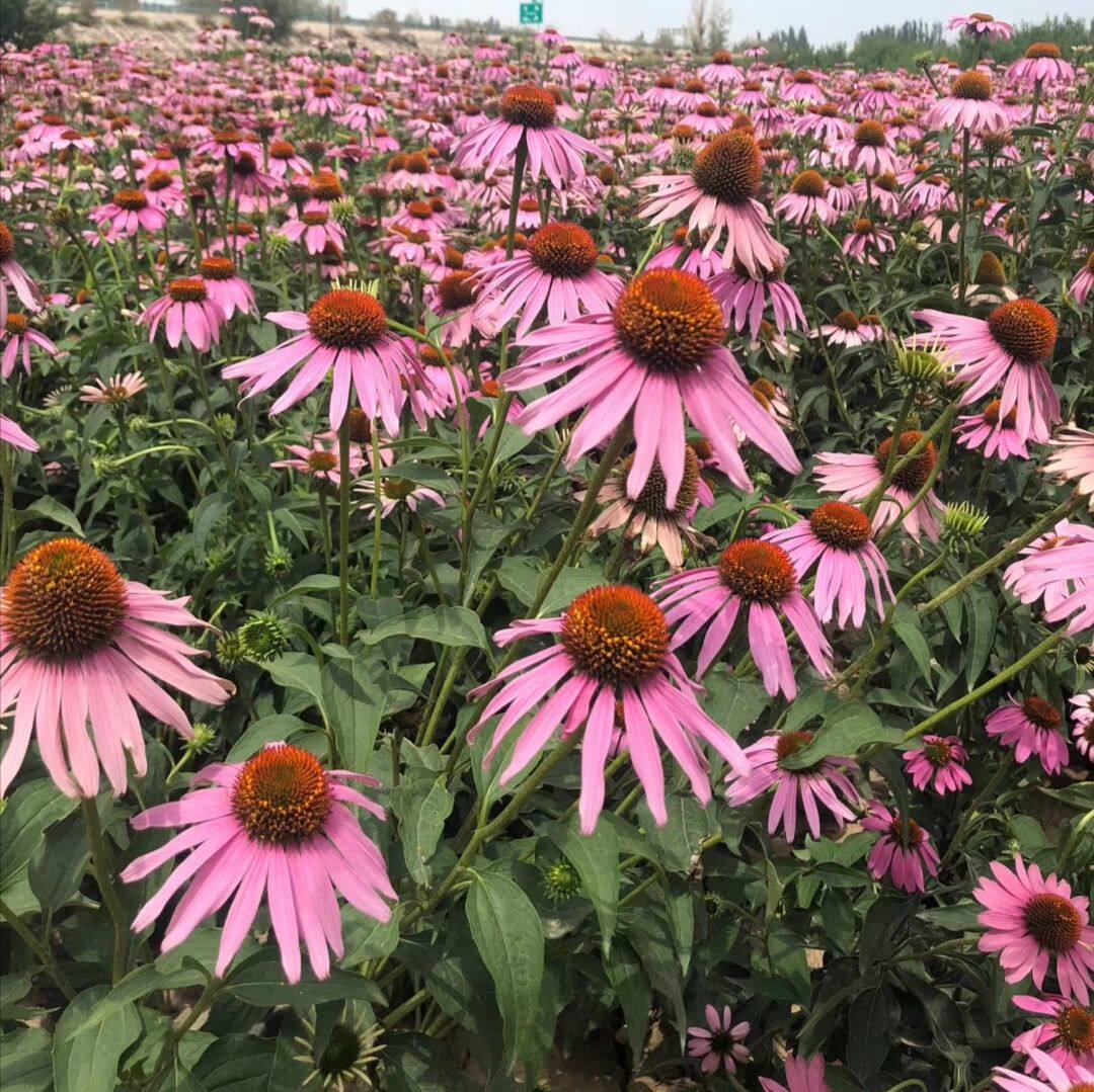 紫松果菊种子紫锥花花会野花花籽花种庭院绿化花期长耐寒宿根秋播