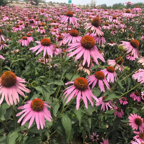 紫松果菊种子紫锥花野花花籽宿根