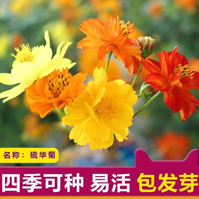 硫华菊种子耐热耐旱四季庭院阳台