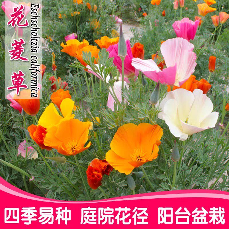 花菱草花种子花籽野花易活花期长