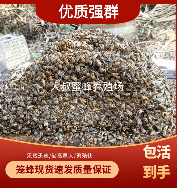 活体蜜蜂中蜂出售带开产王笼蜂包邮阿坝中蜂处女王土蜂蜂群笼蜂群