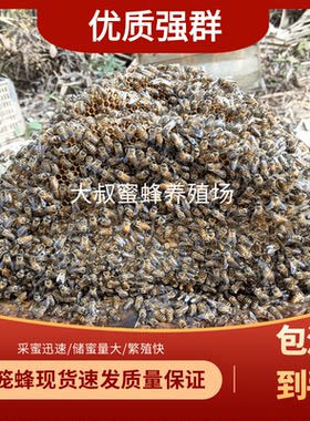 活体蜜蜂出售笼蜂中蜂土蜂蜂群