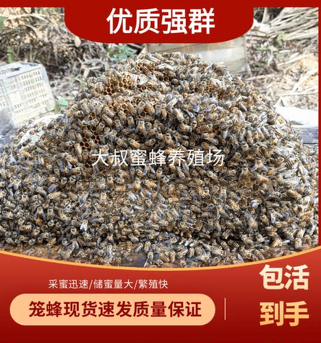 活体蜜蜂出售笼蜂中蜂土蜂蜂群