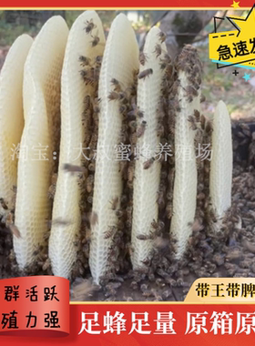 蜜蜂中蜂蜂群中华蜂活体带箱带阿坝双色新开产蜂王带子脾蜜蜂活群
