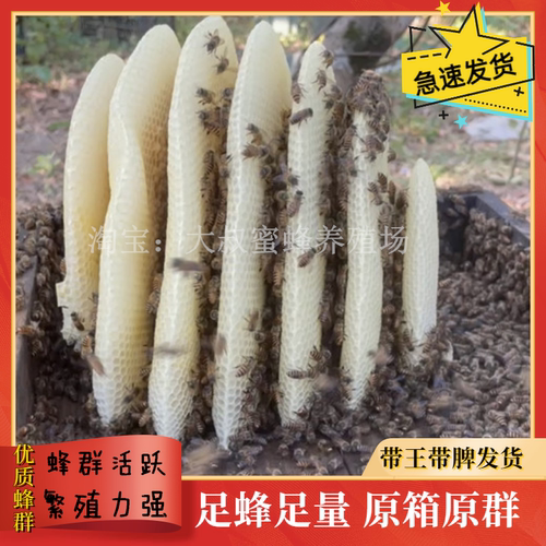 蜜蜂中蜂蜂群中华蜂活体带箱带阿坝双色新开产蜂王带子脾蜜蜂活群