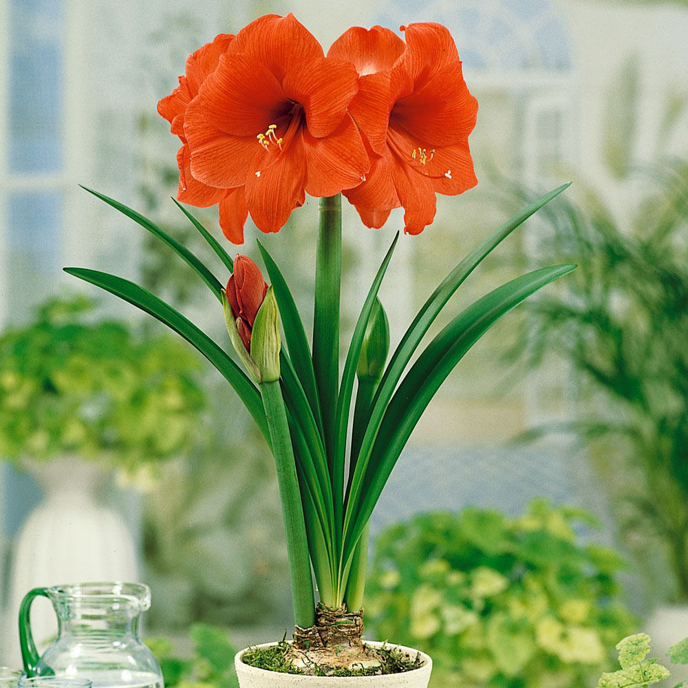 【橙色赛维~现货】朱顶红种球 秘鲁进口洋朱,鲜花速递/花卉仿真/绿植园艺,种球/裸根,淘宝优惠券,粉丝福利购,淘宝优惠卷