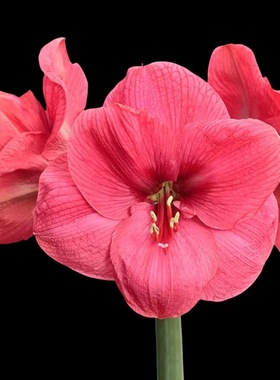 【波丽露~现货】朱顶红种球 秘鲁进口洋朱