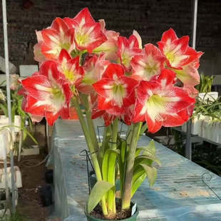 【智慧女生/米娜瓦~现货】进口朱顶红种球   Minerva