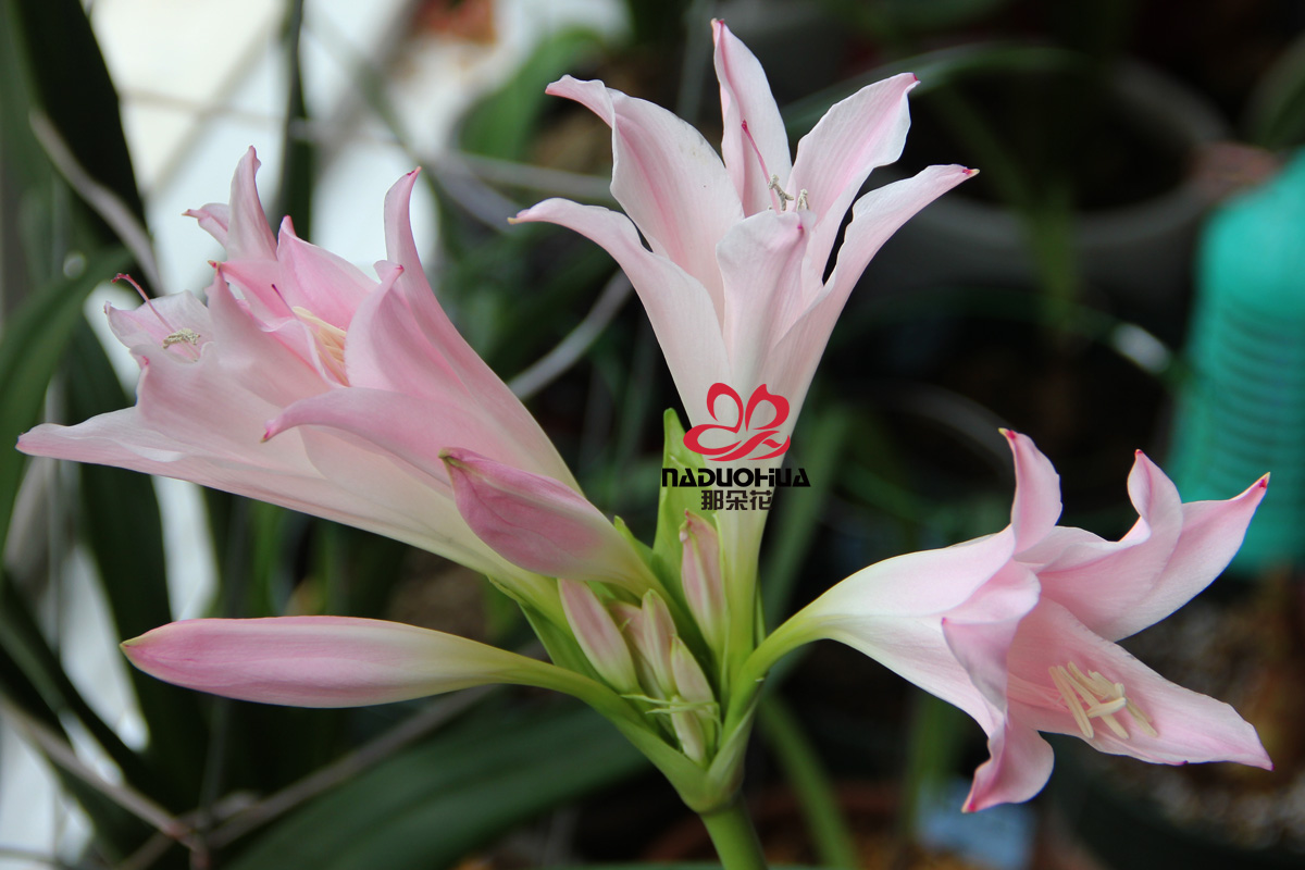 文殊伞百合开花清香南非球根