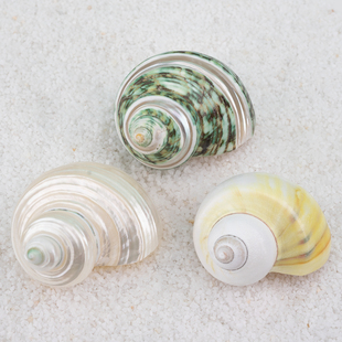 天然海螺贝壳寄居蟹替换壳家居装 饰摆件彩色渐变摄影道具海洋风