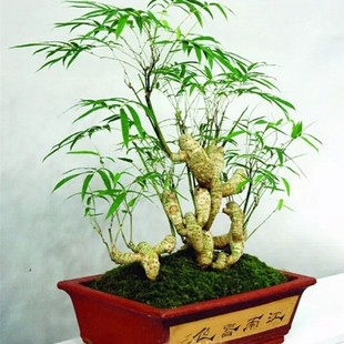 小叶簕竹老桩头老竹根盆景竹子苗绿植微型盆栽提根倒种观根观音竹