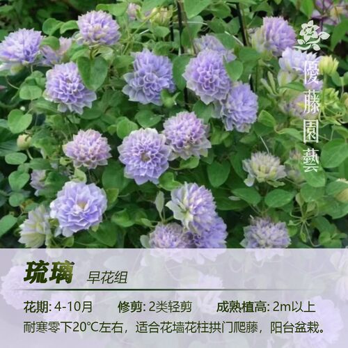 优藤铁线莲早花组庭院阳台蓝光琉璃水景喷泉春姬钻石盆栽对版苗