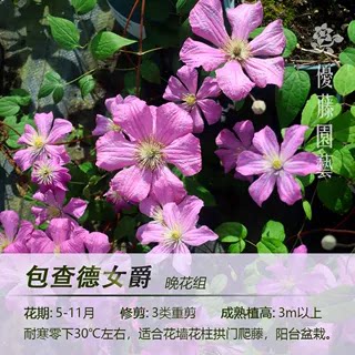 多季开花铁线莲优藤三类强剪丰花