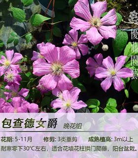多季开花铁线莲优藤三类强剪丰花