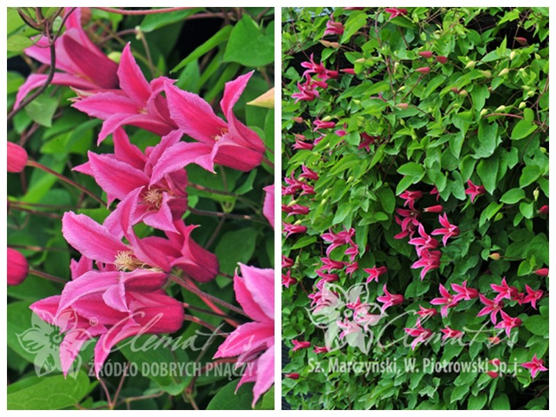 优藤园艺 铁线莲 波兰进口 德克组 戴安娜公主 3年苗 新货到店在类目 鲜花速递/花卉仿真/绿植园艺, 花园植物/行道树/果树, 宿根/地被植物中 - 来自Buy2taobao.com提供专业的淘宝代购服务