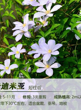 花量大铁线莲优藤三类强剪带香味