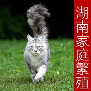 湖南娄底纯种缅因猫银虎斑烟灰幼猫大型库恩俄罗斯长毛猫活体猫咪