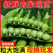 豌豆新鲜云南当带壳青豌豆荚蔬菜新鲜青豆荚脆甜生荷兰豆现摘现发