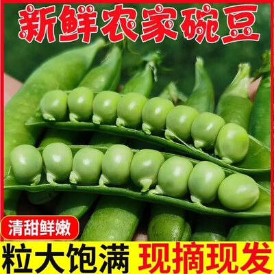 豌豆新鲜云南当带壳青豌豆荚蔬菜新鲜青豆荚脆甜生荷兰豆现摘现发