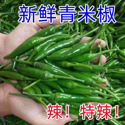 新鲜青米椒辣椒蔬菜农家自种青小米辣超辣辣椒泡椒现摘朝天椒剁椒