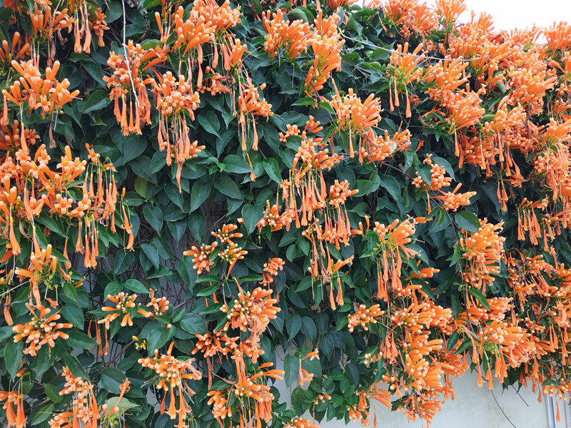 紫藤攀援花卉围墙广西上思炮仗花