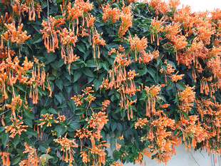 炮仗花油麻藤 紫藤炮仗花苗 攀援花卉红爆竹花围墙花广西上思