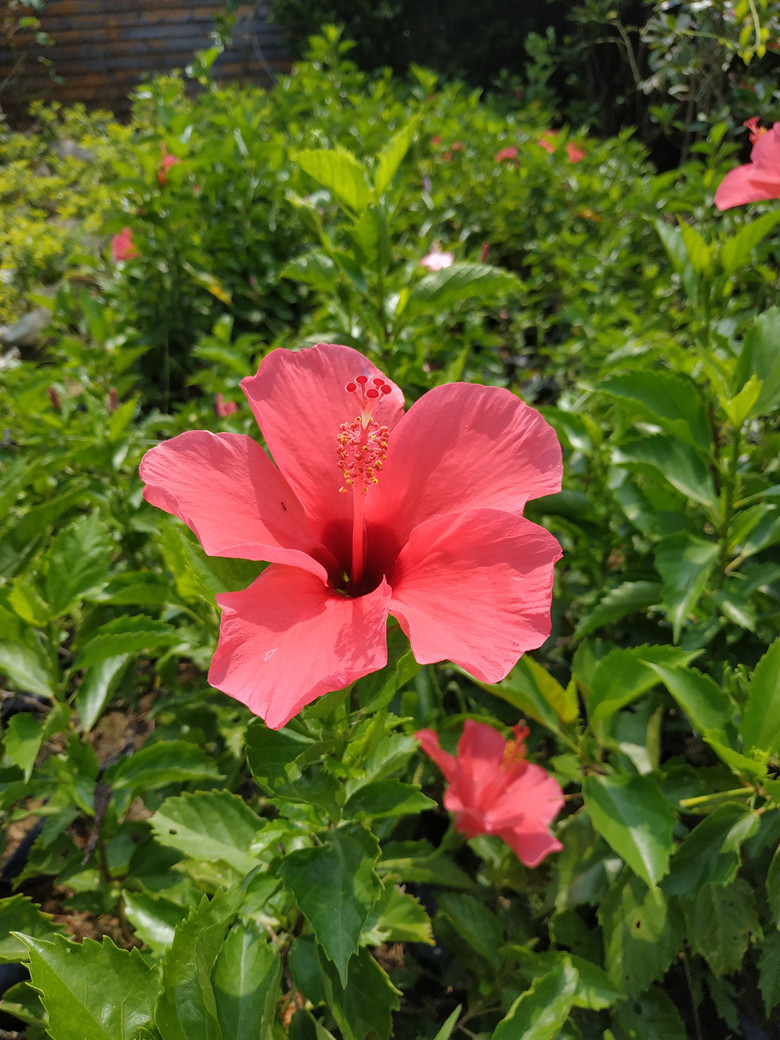 绿植木槿四季常青阳台室外扶桑花