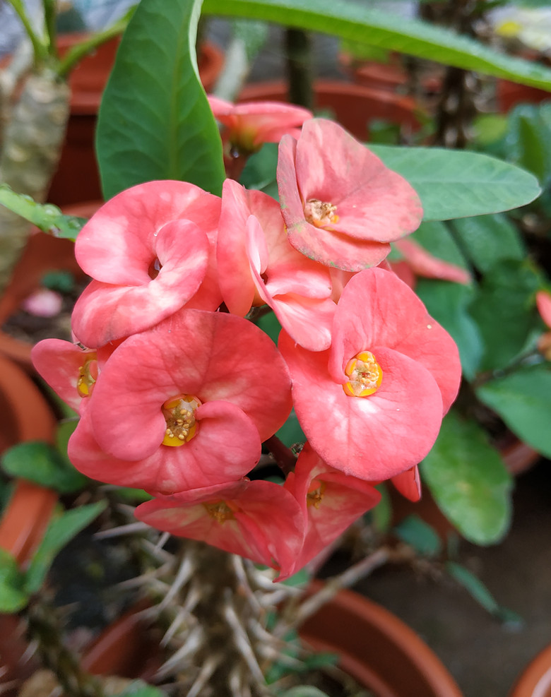 虎刺梅铁海棠麒麟花广西十万大山