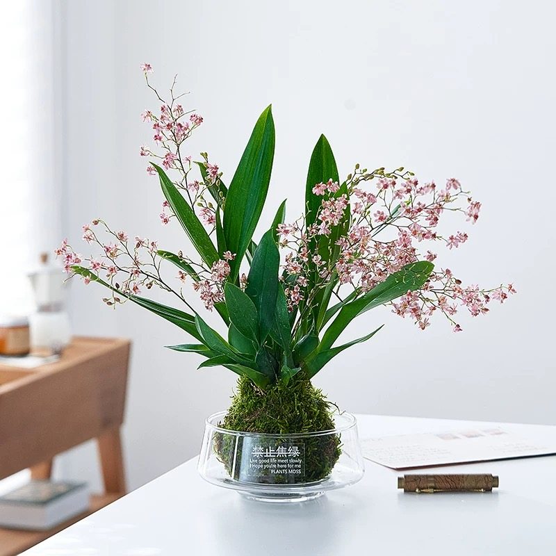文心兰苔藓球梦香兰水培绿植懒人好养年宵花办公室内客厅桌面摆件,鲜花速递/花卉仿真/绿植园艺,国兰/杂交兰/洋兰类,淘宝优惠券,粉丝福利购,淘宝优惠卷