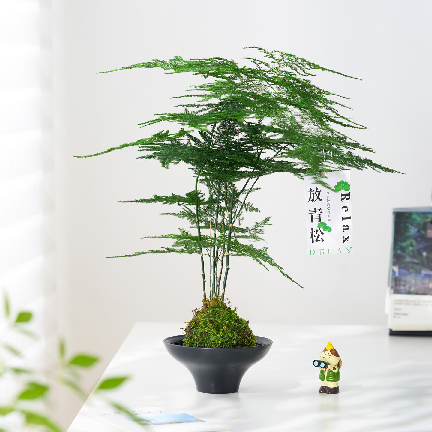 文竹苔藓球盆栽水培绿植办公室内客厅桌面小植物净化空气懒人好养