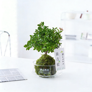 【禁止焦绿】小叶赤楠苔藓球水培绿植盆栽办公室内好养桌面摆件