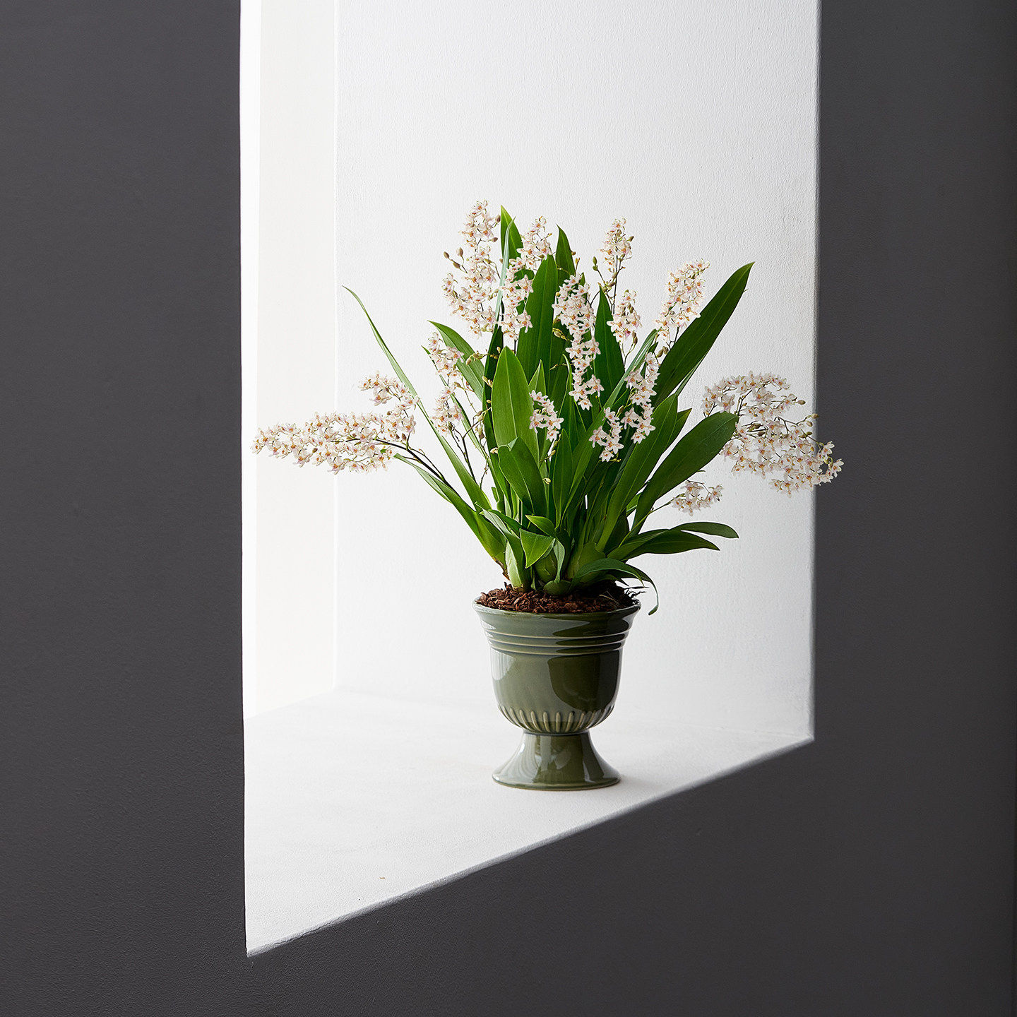 年宵花梦香兰文心兰花浓香型盆栽植物办公室内开花桌面绿植摆件,鲜花速递/花卉仿真/绿植园艺,国兰/杂交兰/洋兰类,淘宝优惠券,粉丝福利购,淘宝优惠卷