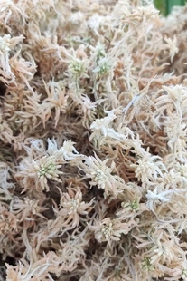 野生大花精品干水苔，粗花水苔来自纯天然无污染源山区