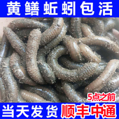 青蚯蚓活体黑蚯蚓鲜活鱼饵农村大蚯蚓活饵臭蚯蚓土蚯蚓钓黄鳝诱饵