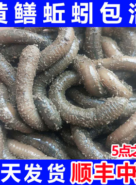 龙威青蚯蚓黄鳝诱饵钓鱼