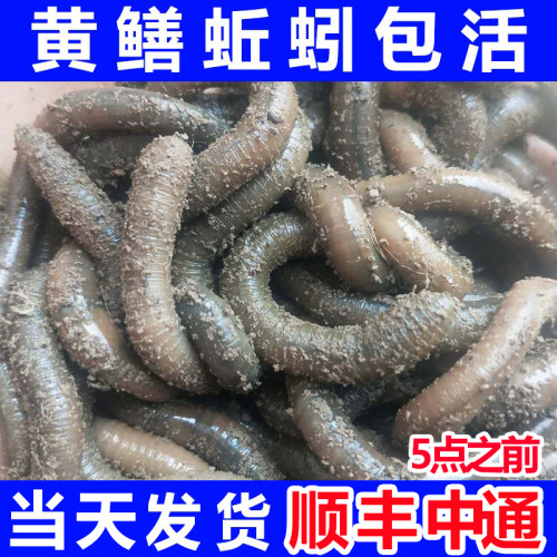 龙威青蚯蚓黄鳝诱饵钓鱼