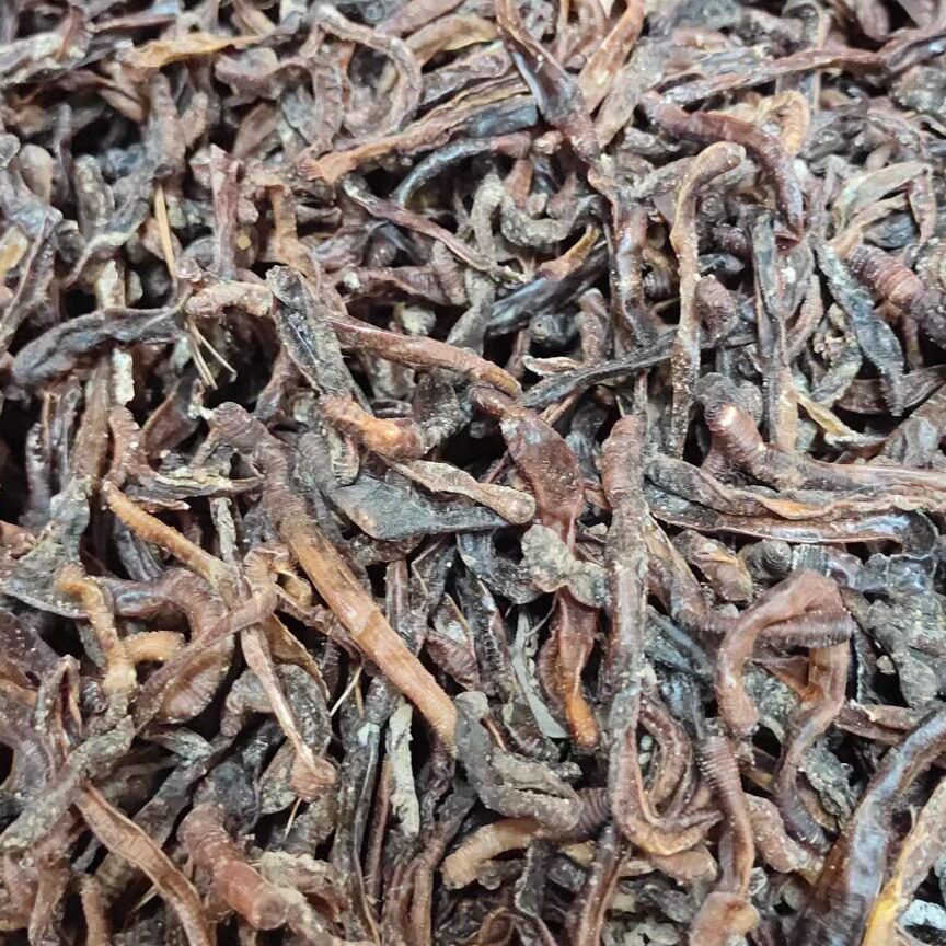 2025年11月份新鲜青蚯蚓干黄鳝龙虾泥鳅诱饵地龙打粉钓鱼饵料