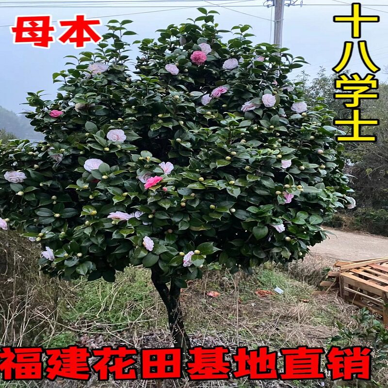 名贵木本庭院山茶福建十八学士
