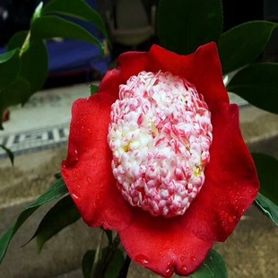 熊谷黑龙雅子黄绣球三赛白天鹅茶花进口名贵十大品种稀有茶花盆栽