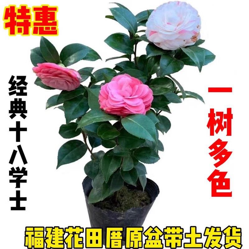 福建十八学士茶花庭院冬季