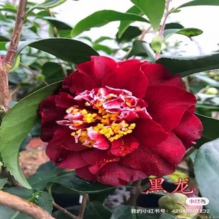 黑龙雅子黄绣球三赛白天鹅茶花熊谷福建进口名贵十大品种稀有盆栽