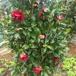 【稀有品种】进口黑魔法茶花苗观花观叶室内绿植盆栽花卉庭院阳台