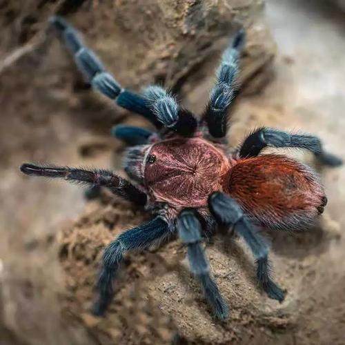 墨西哥帕帕蓝腿好养温顺捕鸟蜘蛛