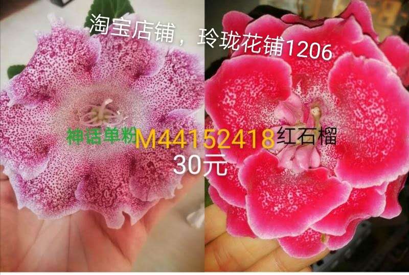 种子芙蓉花种子几种颜色20粒一份大...