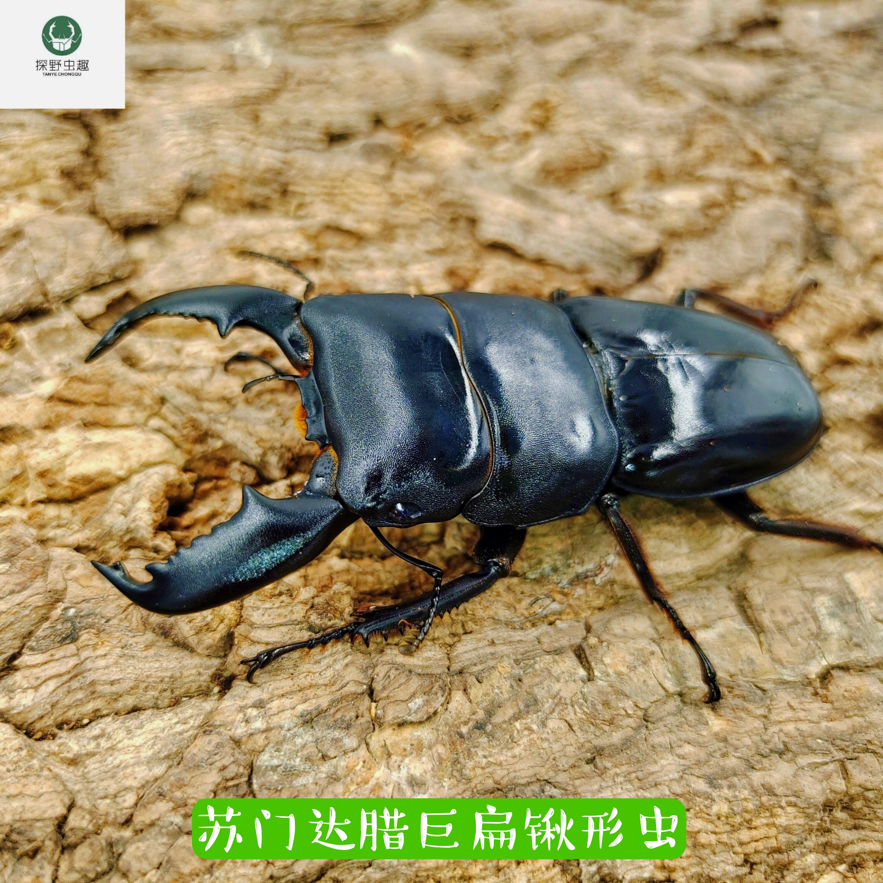 苏门答腊巨扁(巨型甲虫 锹甲 虫皇帝)