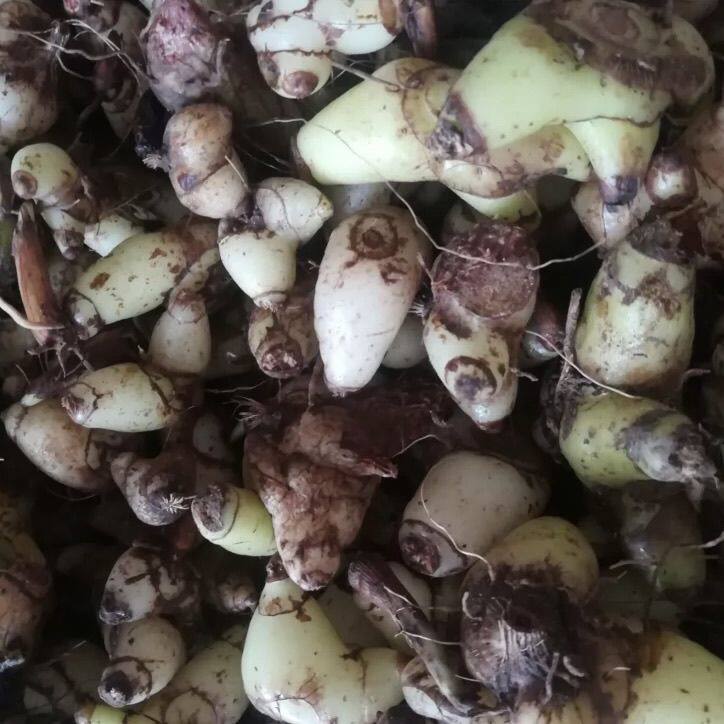 新鲜白芨现挖正宗紫花三叉旱白芨种苗盆栽无硫中药材500g包邮